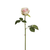 Tige de Rose Diane
